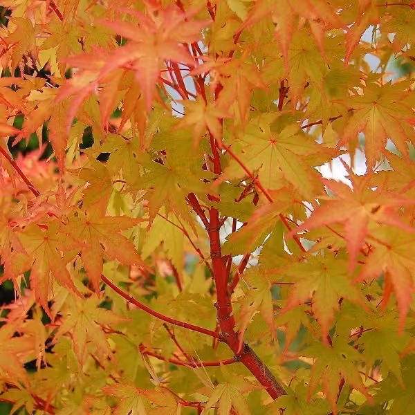Acero giapponese a ventaglio - Acer palmatum 'Sangokaku' | 50-60 cm in vaso
