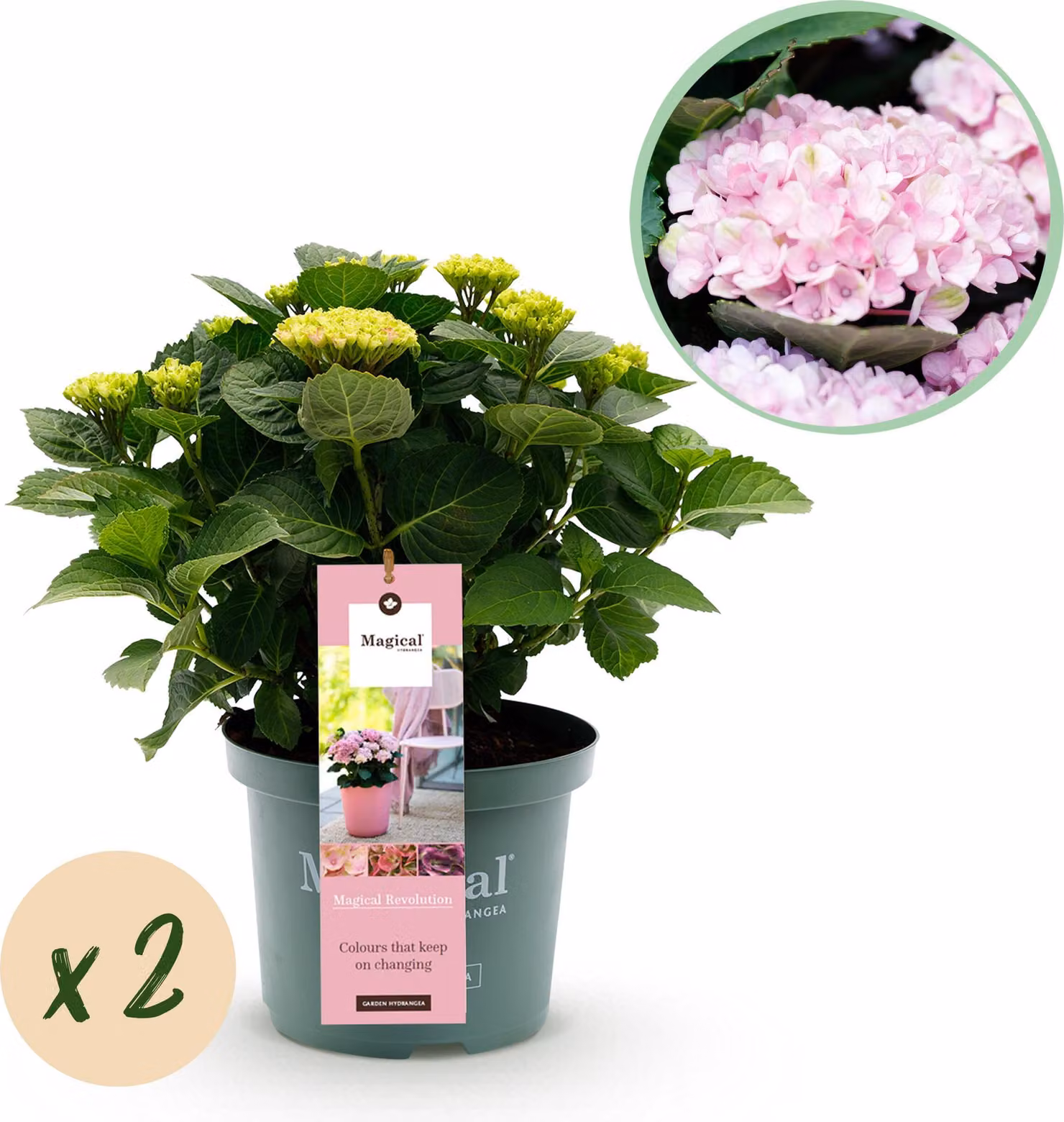 Ortensia - Ortensia Magical Revolution Pink - Rosa - 6-10 fiori - 2 piante - Pianta da terrazzo - 40-55cm - Ø23cm - Pianta da giardino