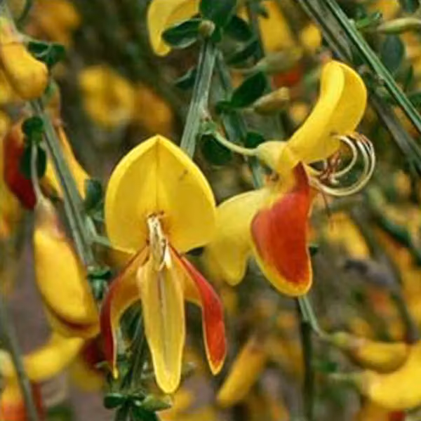 2 piante di Ginestra d'Edelweiss (Cytisus 'Andreanus') | Altezza: 40-60 cm, fornite in vaso