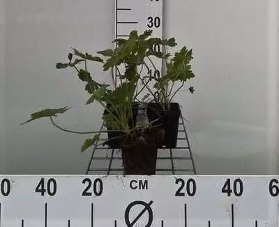 6 x Geranium macrorrhizum - Cranesbill - vaso 9 x 9 cm