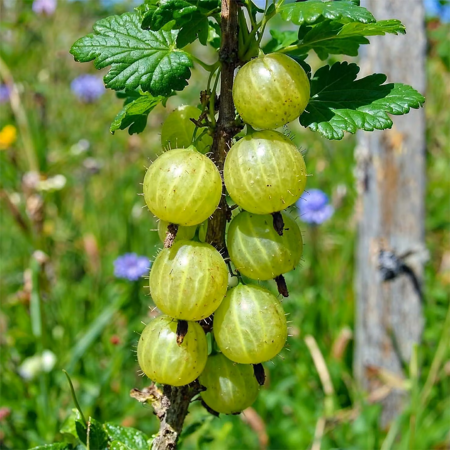 Ribes spinoso verde - 2 piante - Resistente al freddo e perenne - Autentiche piante da frutto provenienti dall'Olanda - senza semi, senza bulbi, non artificiali