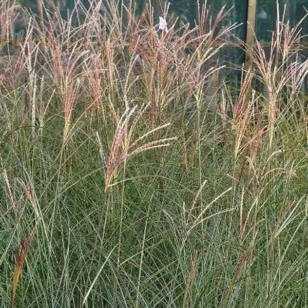 6 piante di Miscanthus sinensis 'Gracillimus', varietà ornamentale chiamata anche "erba di bambù". | Vaso da 9x9 cm
