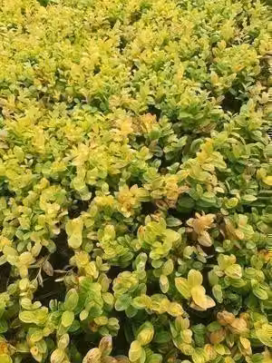 6 x Polygonatum humile - Foca di Salomone - vaso 9 x 9 cm