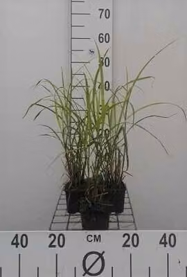6 x Miscanthus sin. 'Strictus' - Chinaschilf - Topf 9 x 9 cm
