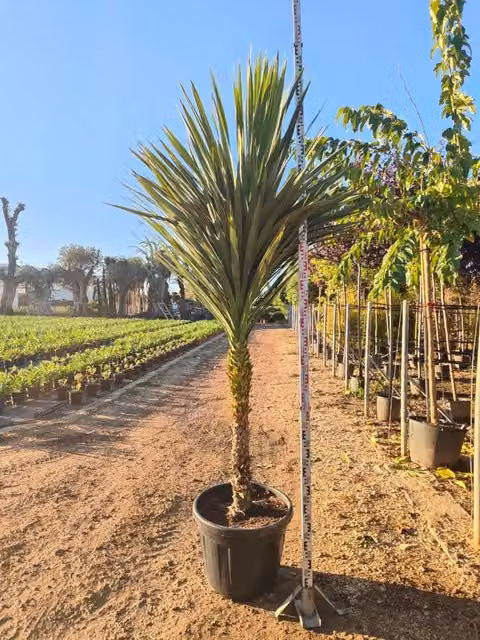 Cordiline Cordyline Australis Tronco Singolo Vaso 70 cm Sempreverde