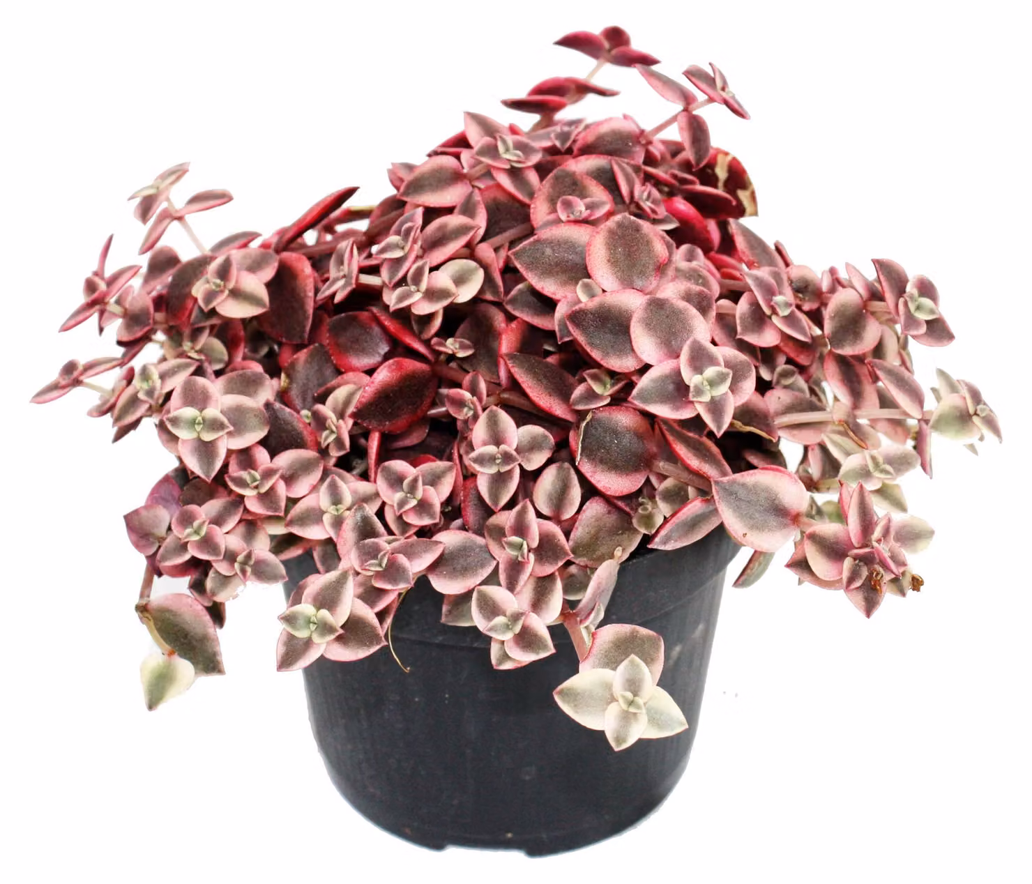 Crassula marginalis - vaso da 12 cm