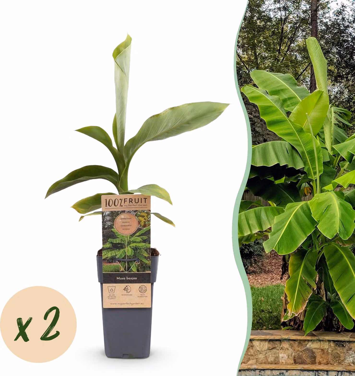 Pianta da frutto - Banano giapponese da fibra - Musa Basjoo - Difficile - 2 piante - 40-50cm - Ø15cm - Pianta da giardino