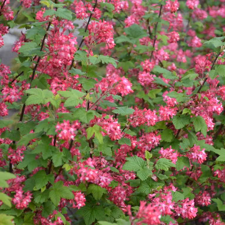 Ribes sanguineum 2L