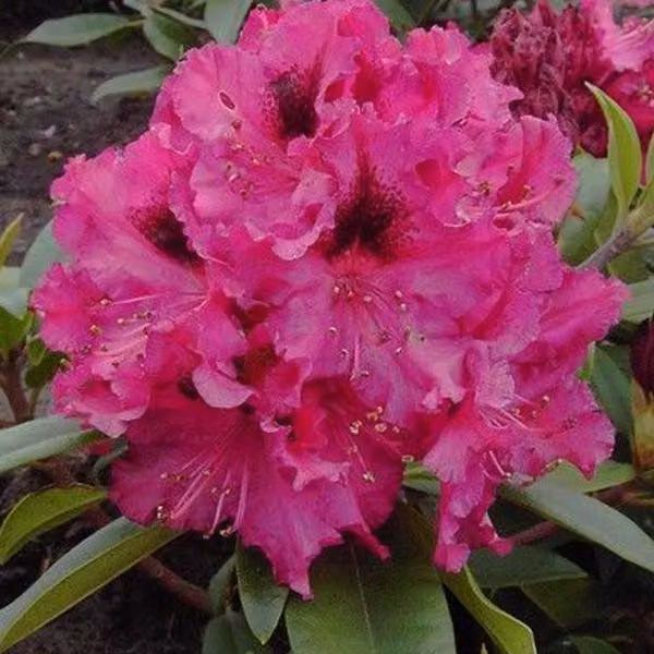 Rhododendron 'Marie Forte' | 40-50 cm, in vaso