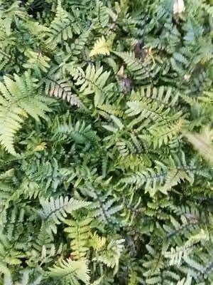 6 x Dryopteris wallichiana - Felce dell'Himalaya - vaso 9 x 9 cm