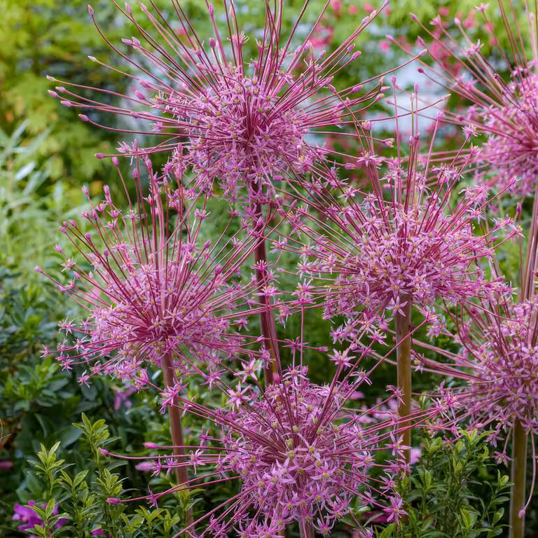 Bulbi di Allium resistenti al freddo invernale, perenni - varietà Schubertii - 5 bulbi - Bulbi di Allium Giganteum - Piante profumate provenienti dall'Olanda, ideali per giardino e vasi (bulbi di grandi dimensioni, senza semi, non trattati artificialmente