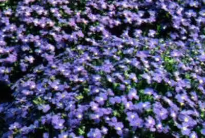 6 x Aubrieta hybrida 'Cascade Blue' - Blaukissen - Topf 9 x 9 cm