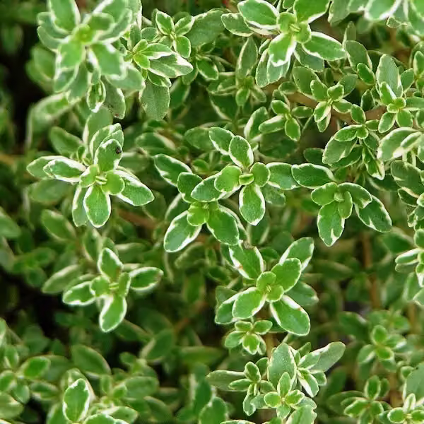 6 piante di timo limone (Thymus citriodorus) | Vaso da 9x9 cm