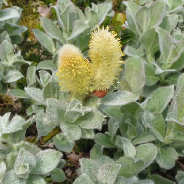 2 piante di Salice lanoso (Salix lanata), alte 25-30 cm, in vaso