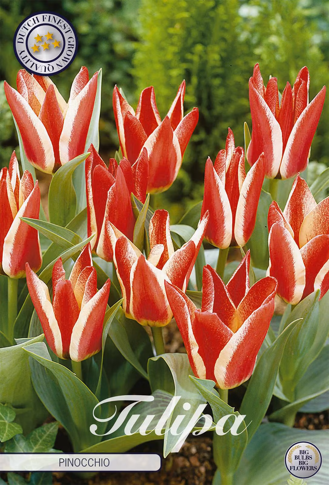 Tulipani Pinocchio (7 pezzi) | Bulbi di tulipano di Sam van Schooten