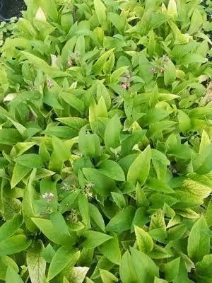 6 x Symphytum rubrum - Comfrey - Vaso 9 x 9 cm