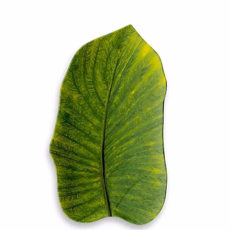 Vassoio medio Foglia in melamina, Linea York Floreale, diam. 37,6x23cm