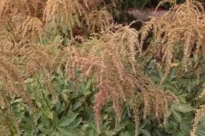 6 x Astilbe (t) 'Straussenfeder' - Prachtspiere - Topf 9 x 9 cm