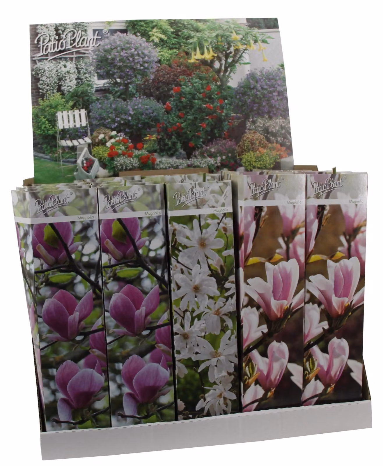 3 x Magnolie 30-40 cm 'Soulangeana', 'Susan' e 'Stellata' - piante da giardino - resistenti