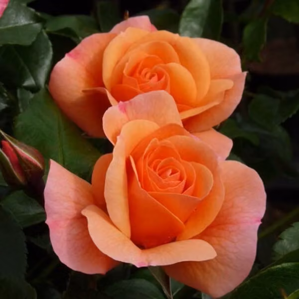 Rosa - Rosa rampicante Kordes - Rosa 'Aprikola'