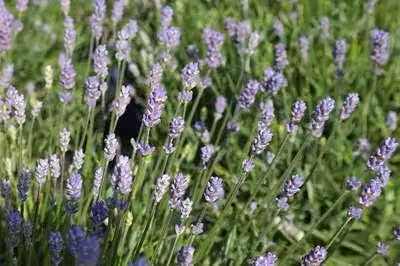 6 x Lavandula ang. essence Purple' - Lavanda - Vaso 9 x 9 cm