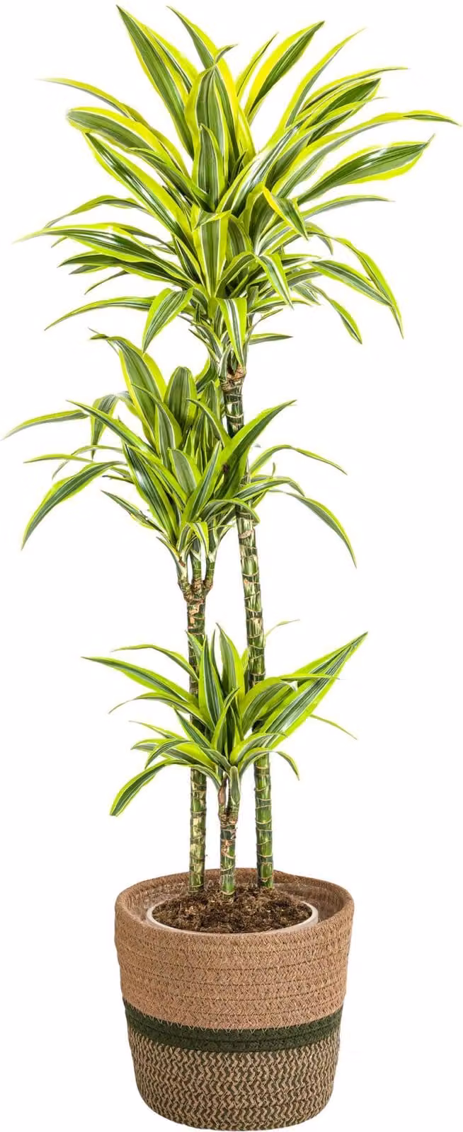 Dracaena Deremensis Lemon Lime con cesto in vimini - Altezza 130-150cm - Ø24cm