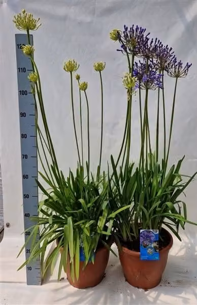 Agapanthus africanus vaso da 2 litri, circa 70 cm - Giglio dell'amore - Fiore dell'amore - Pianta in vaso