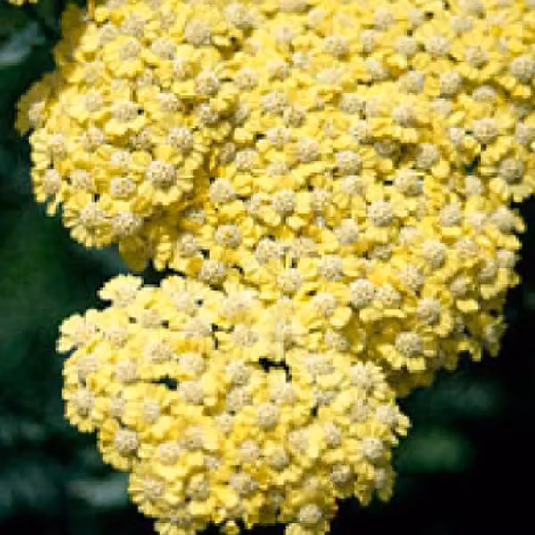 6 piante di Achillea 'Taygetea' | Vaso da 9x9 cm