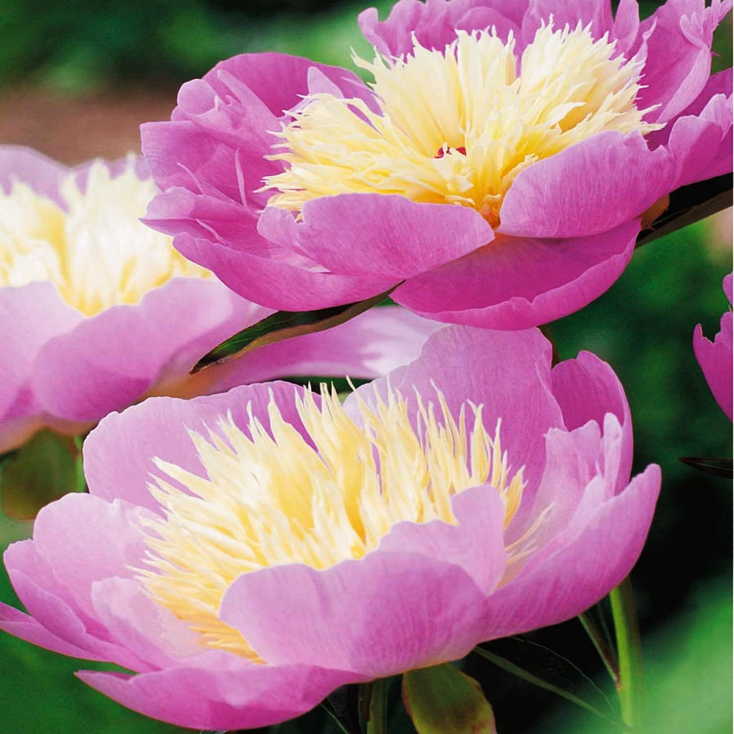 Paeonia Peonia piantina Bowl Of Beauty 1 pz Peonie piantine Profumate