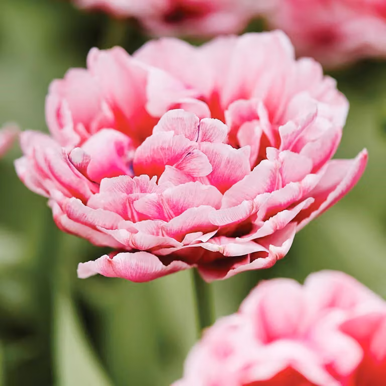 Tulipani Bulbi Fiori Tulipano doppio Dazzling Desire 5 pz.