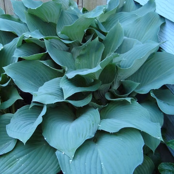 6 x Hosta ibrida - Hosta ibrida 'Blue Mouse Ears' | Vaso da 9x9 cm