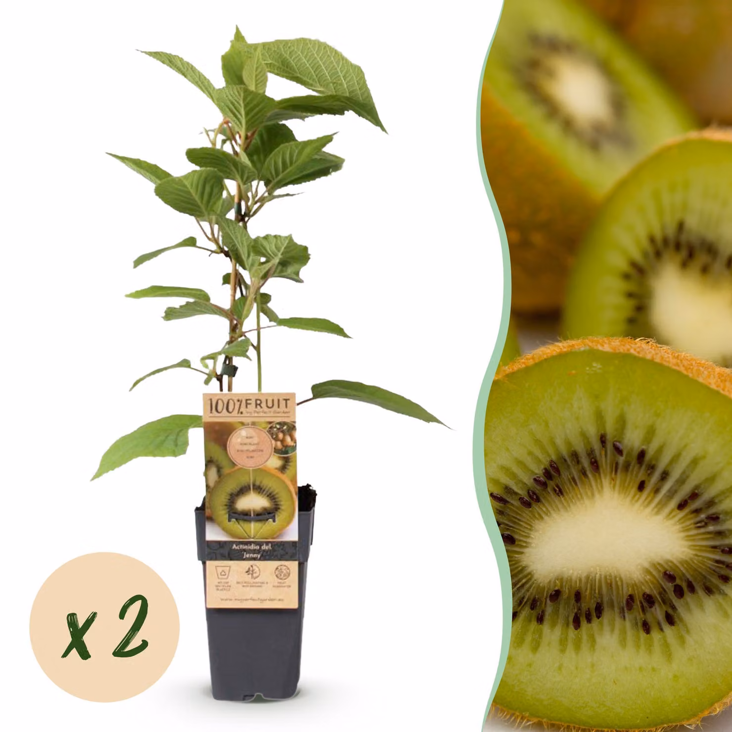 Pianta da frutto - Kiwi verde - Actinidia deliciosa Jenny - Frutto verde - 2 piante - 40-50cm - Ø15cm - Pianta da giardino
