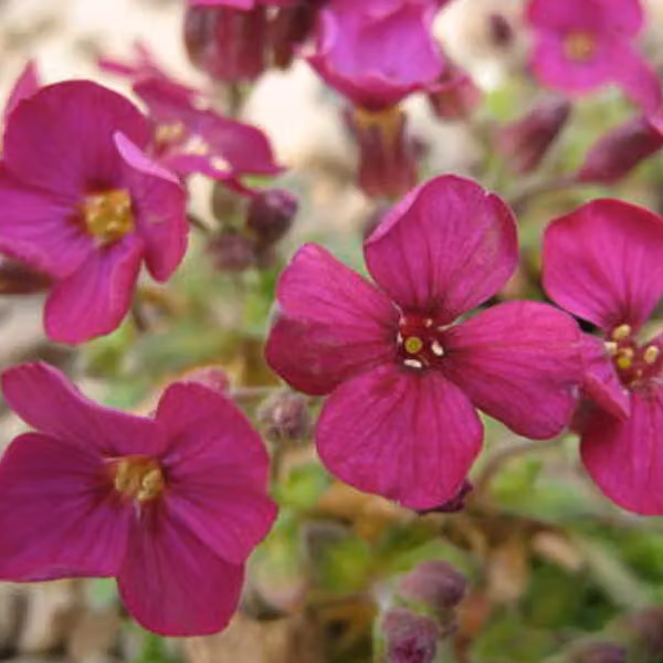 6 piante di Aubrieta 'Bressingham Red' (Aubrieta, detta anche "cuscinetto di fiori"), in vaso da 9x9 cm