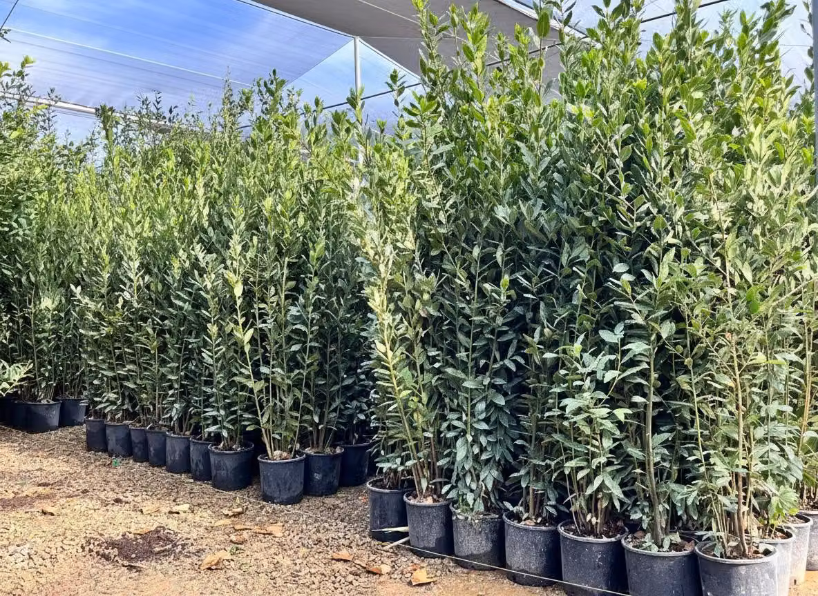 Sunny Tree - Laurus Nobilis Arbusto di alloro, sempreverde, 160 cm, resistente, vaso da 10 litri, pianta in vaso di per giardino e terrazzo, aromatica