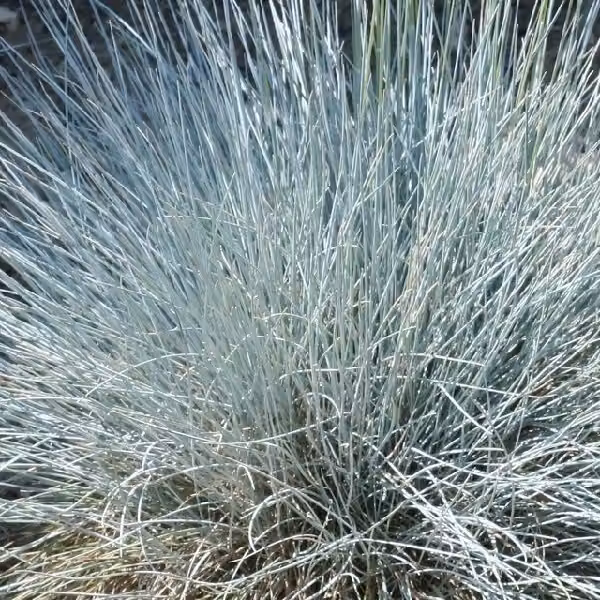 6 piante di Festuca glauca 'Uchte' (erba blu) | Vaso da 9x9 cm