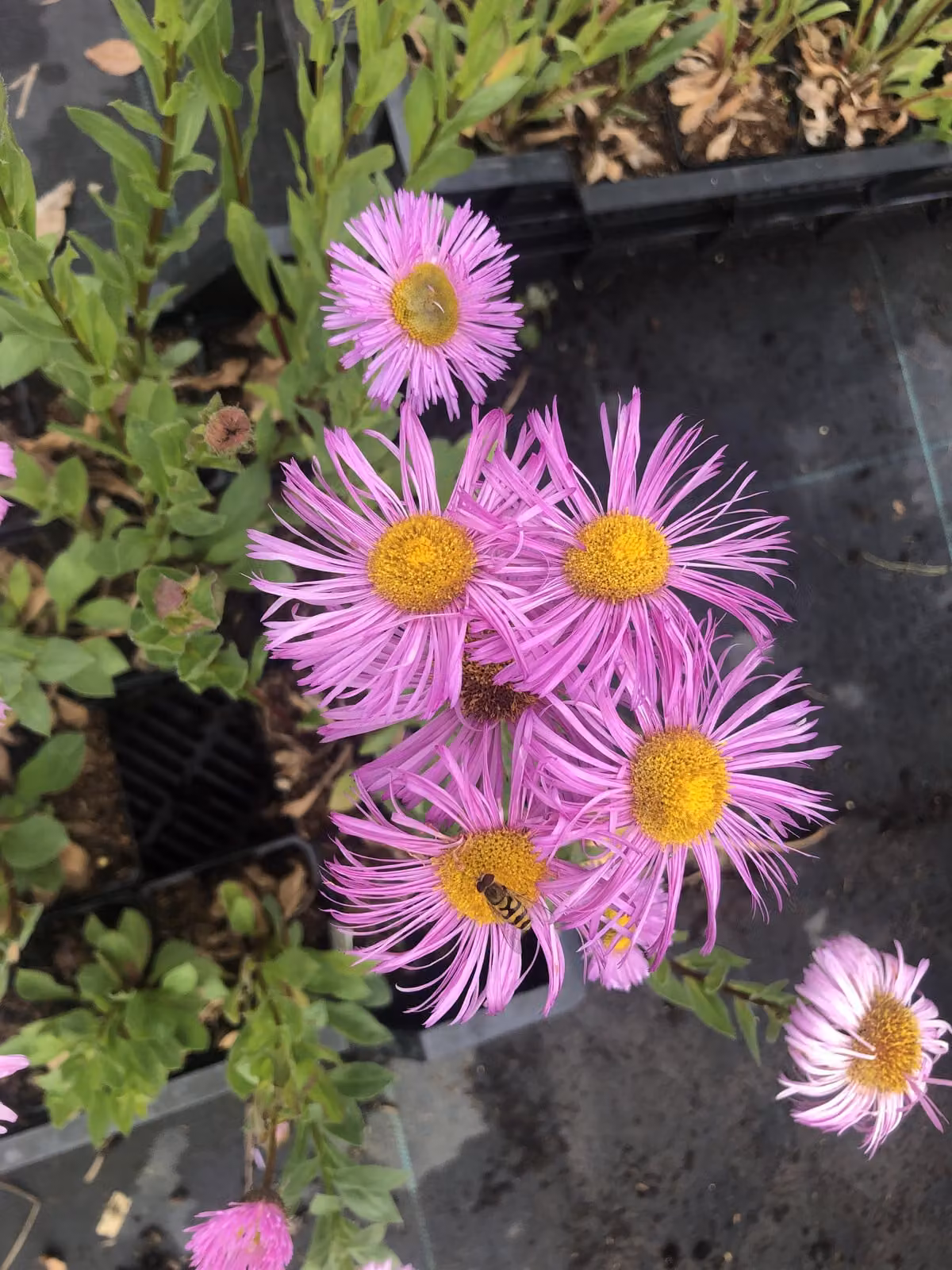 6 x Erigeron hybr. 'Rosa Jewell' - margherita spagnola - vaso 9x9 cm