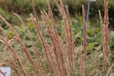 6 x Pennisetum alop. 'Herbstzauber' - Erba lampadina - Topf 9 x 9 cm