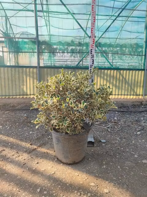Agrifoglio Variegato Ilex Aquifolium Argenteomarginata in Vaso da 40 cm di Vivaio Garden Forest