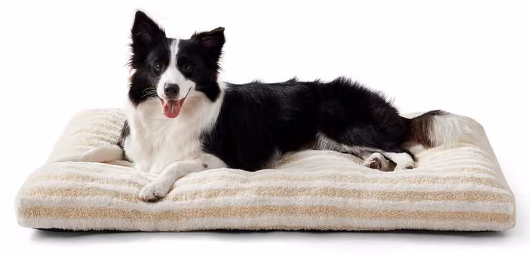 Cuccia per cani di media taglia, lavabile e traspirante