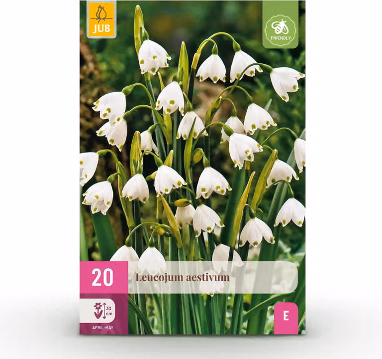 Bulbi da fiore - Leucojum Aestivum - Bianco - 20 piante - Bulbo misura 8/9 - 15-30cm - Ø5cm - Pianta da giardino - Multideal