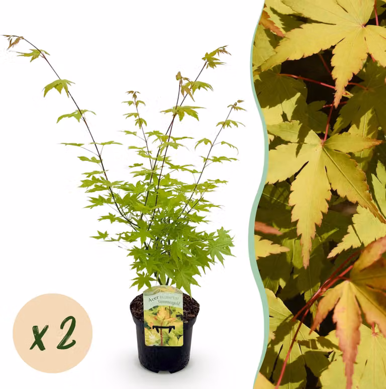 Pianta da terrazzo - Acero giapponese - Acer palmatum Summergold - Giallo - 2 piante - Deciduo - 60-70cm - Ø25cm - Pianta da giardino