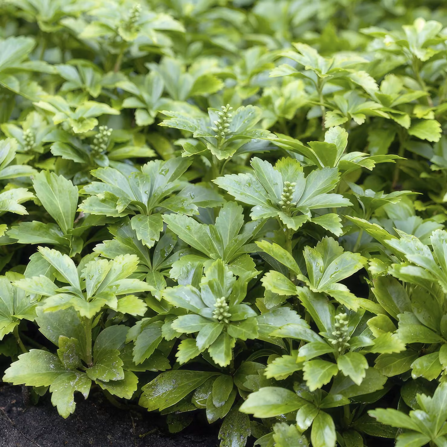 Pachysandra terminalis 'Green Carpet' - 24 piante - tappezzante sempreverde