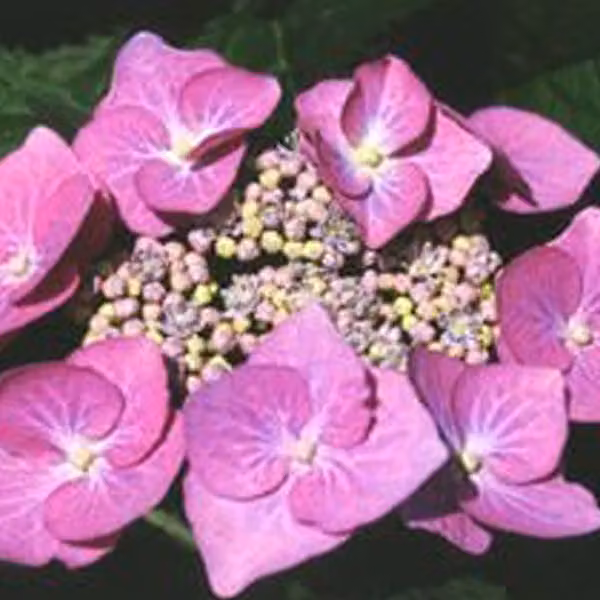 Ortensie - Hydrangea 'Teller Rose' | 40-60 cm in vaso