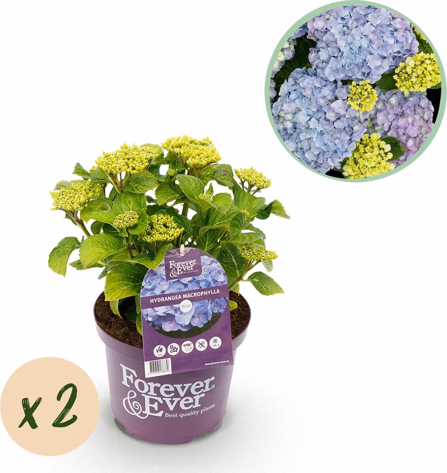 Ortensia Forever and Ever Blu, 2 piante (Hydrangea macrophylla), ciascuna in