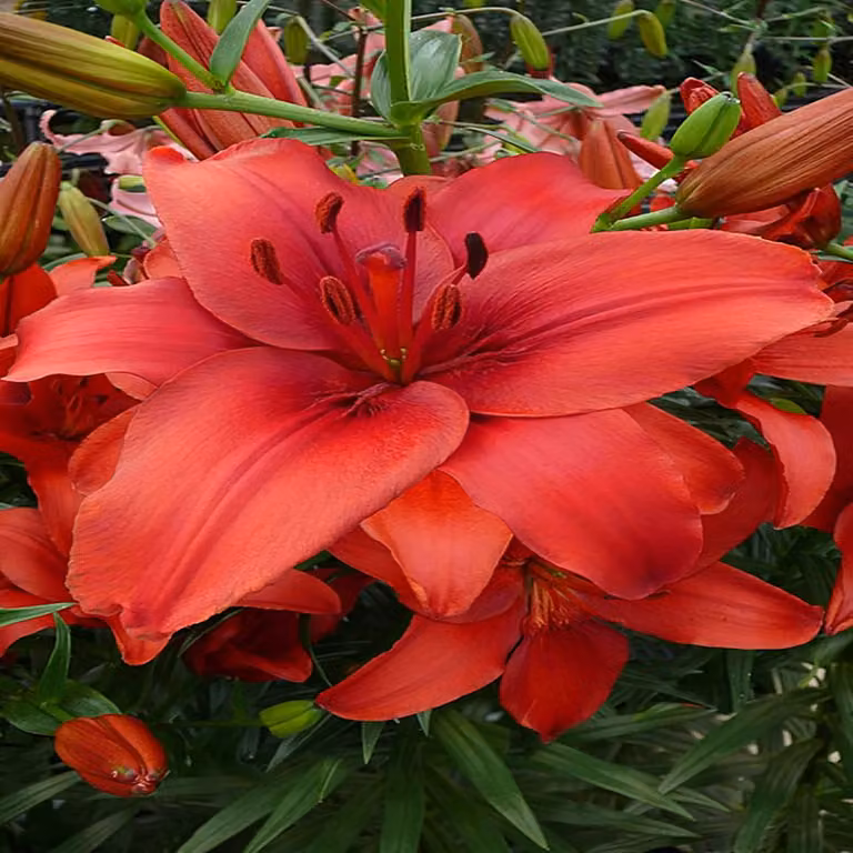 Lilia asiatica Red Highland 1 pz. Lilie bulbi di lilia bulbi