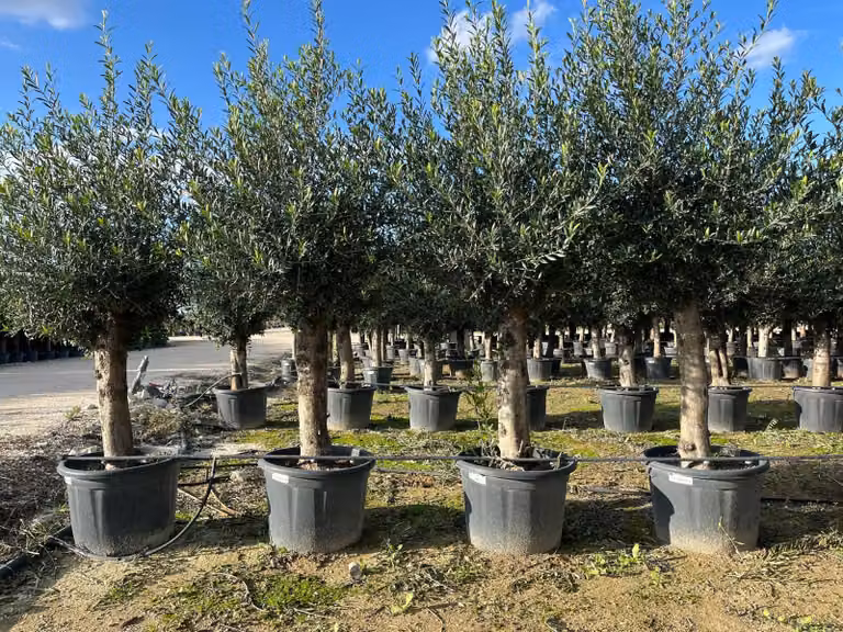 Sunny Tree - Ulivo - Olea Europaea - 45 anni, 200 cm, qualità A+, resistente al freddo fino a -18 °C, fruttifero