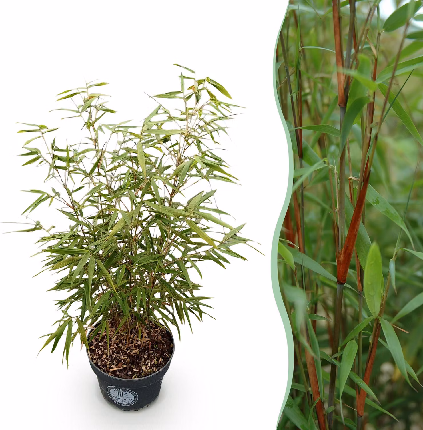 Erbe - Fargesia scabrida Meraviglia asiatica - Non rotifera Bambù - Sempreverde - 70-80cm - Ø23cm - Pianta da giardino