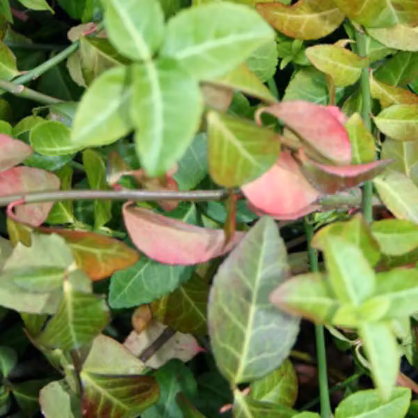 2 piante di *Euonymus fortunei* 'Coloratus', varietà rampicante, in vaso, altezza 20-30 cm