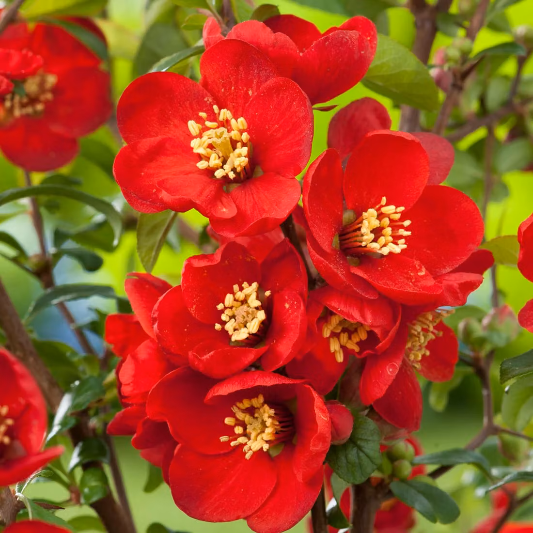 2 piante di Chaenomeles superba 'Nicoline' (alberi ornamentali) | Altezza: 30-40 cm, in vaso