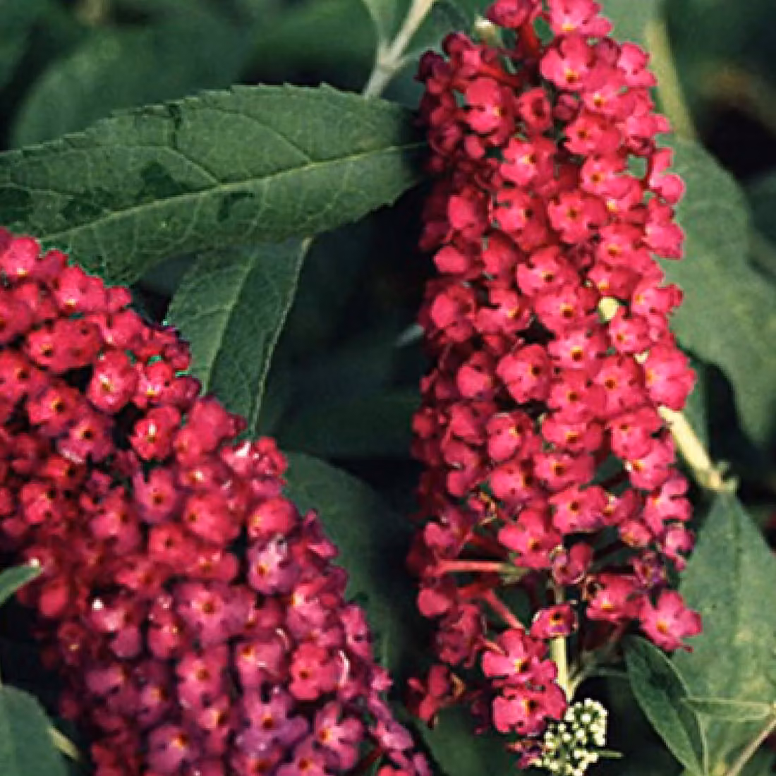 2 piante di Buddleja davidii 'Royal Red' (Sommerflieder), altezza 40-60 cm, fornite in vaso